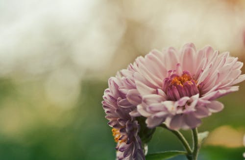 Close Up Shot of Pink Flower