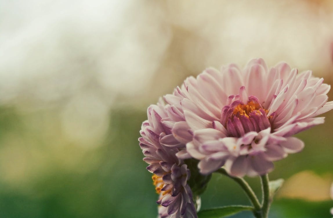 Free Close Up Shot of Pink Flower Stock Photo