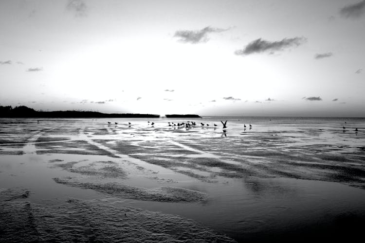 Grayscale Photo Of Birds On The Beach