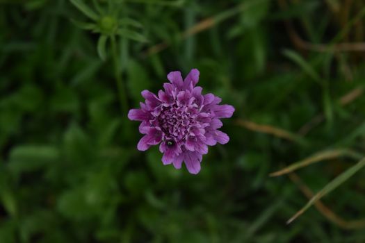 Pink Flower in Close Up Shot