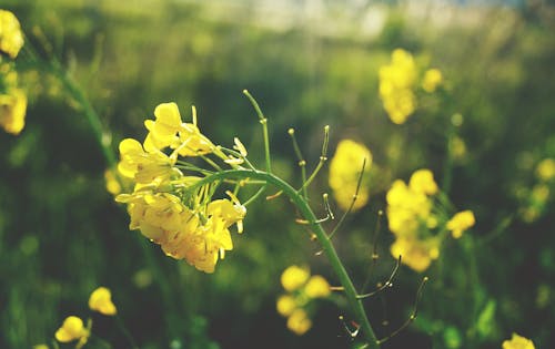 Free stock photo of close up view, flower, yellow flowers