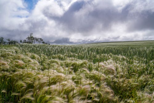 Barley Field in Summer