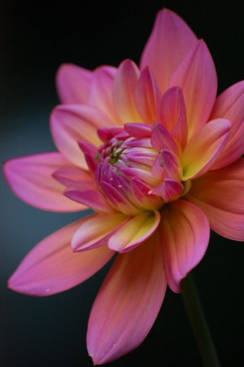 Free A stunning close-up of a vibrant pink and yellow dahlia flower in full bloom. Stock Photo