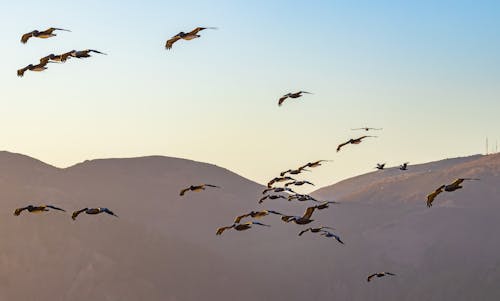 Бесплатное стоковое фото с голубое небо, животные, закат