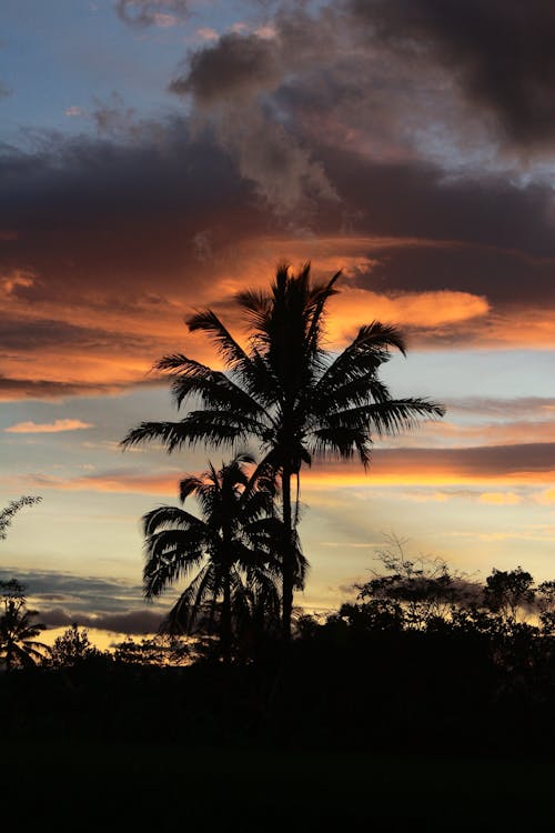 Immagine gratuita di alberi, cielo al tramonto, noce di cocco