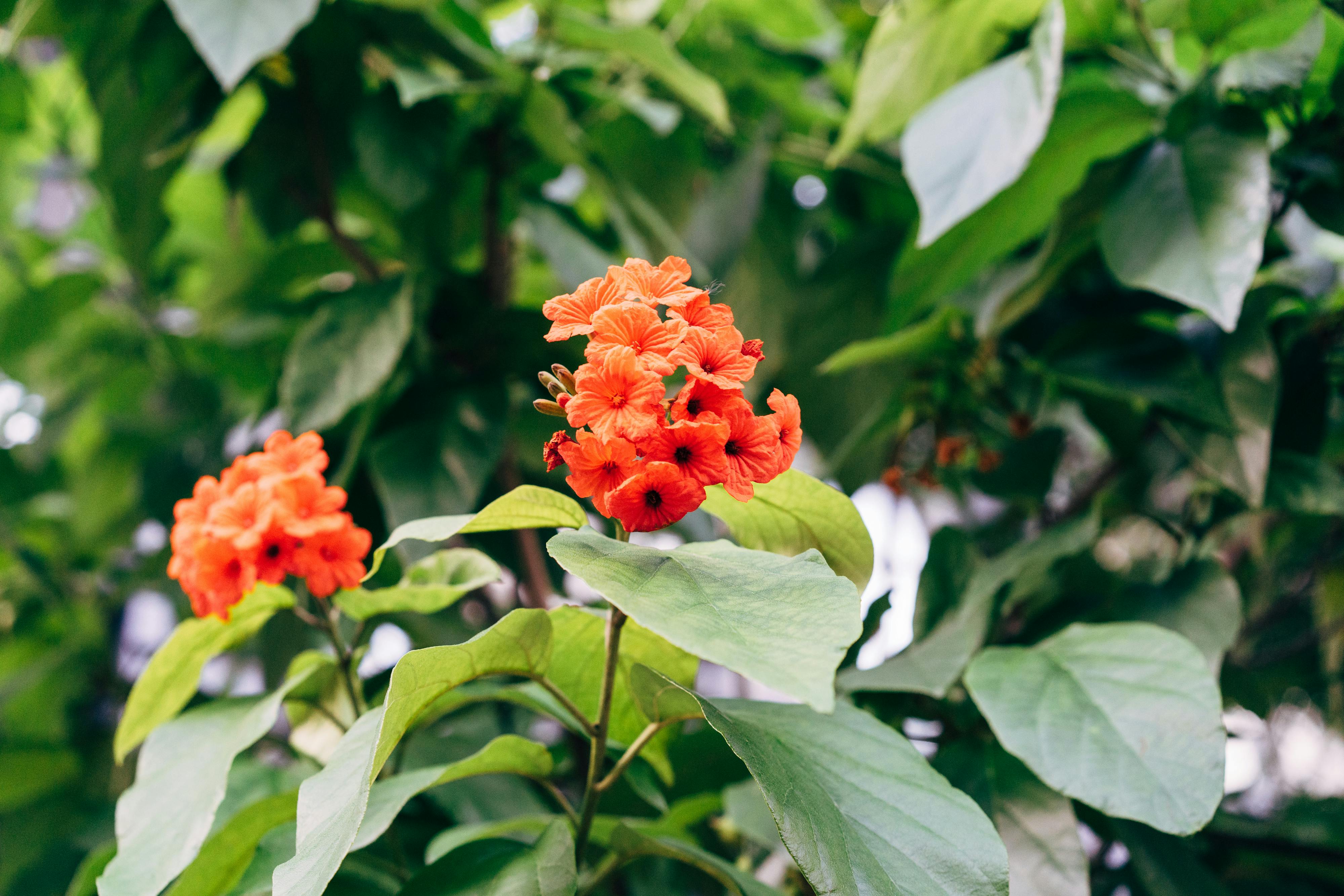 Cordia Sebestena Photos, Download The BEST Free Cordia Sebestena Stock