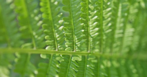 Free stock photo of background, focus, green