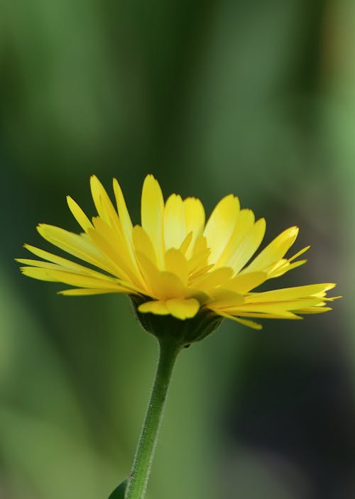 Gratuit Imagine de stoc gratuită din a închide, dioramă, floare galbenă Fotografie de stoc