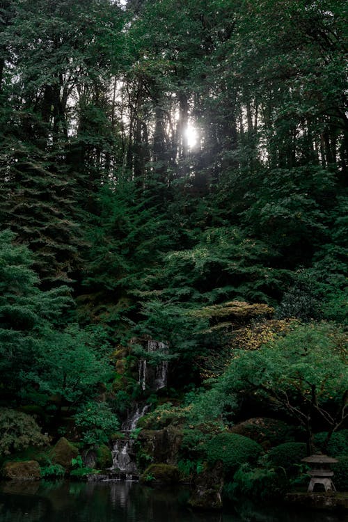 Fotos de stock gratuitas de agua, al aire libre, arboles