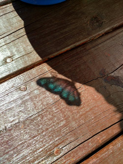 Тень бабочки на деревянной поверхности