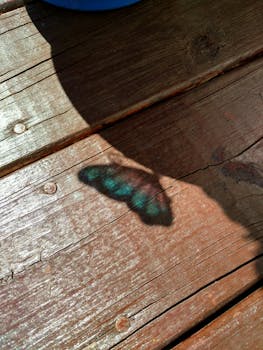 木甲板上，阳光照射出的蝴蝶阴影展现了自然的纹理