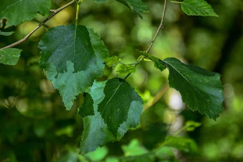Green Leaves on Twigs in Cose-up Photography