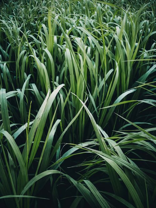 Free Close-up view of vibrant green grass blades, perfect for nature-inspired designs. Stock Photo