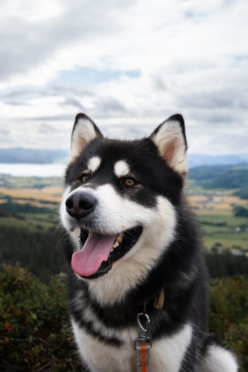 Free Alaskan Malamute in Rissa, Norway enjoying the outdoors. Perfect pet and wildlife photo. Stock Photo
