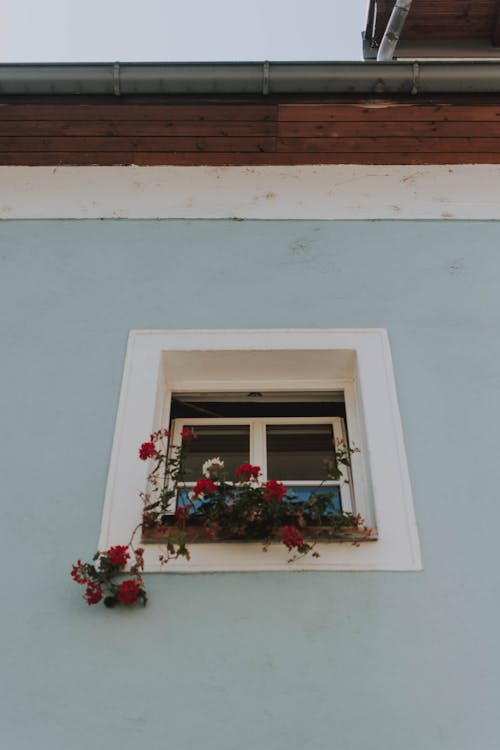 Foto d'estoc gratuïta de ampit de la finestra, finestra de vidre, flors vermelles