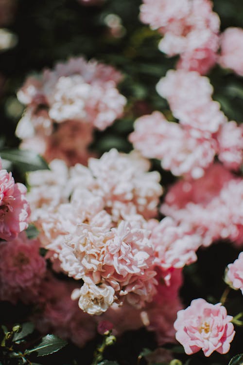 Fotos de stock gratuitas de botánica, de cerca, flores