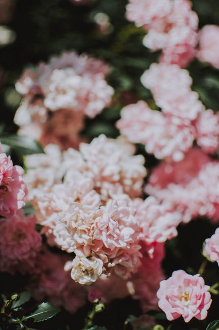 Delicate pink roses in full bloom showcasing nature's beauty and subtle elegance.