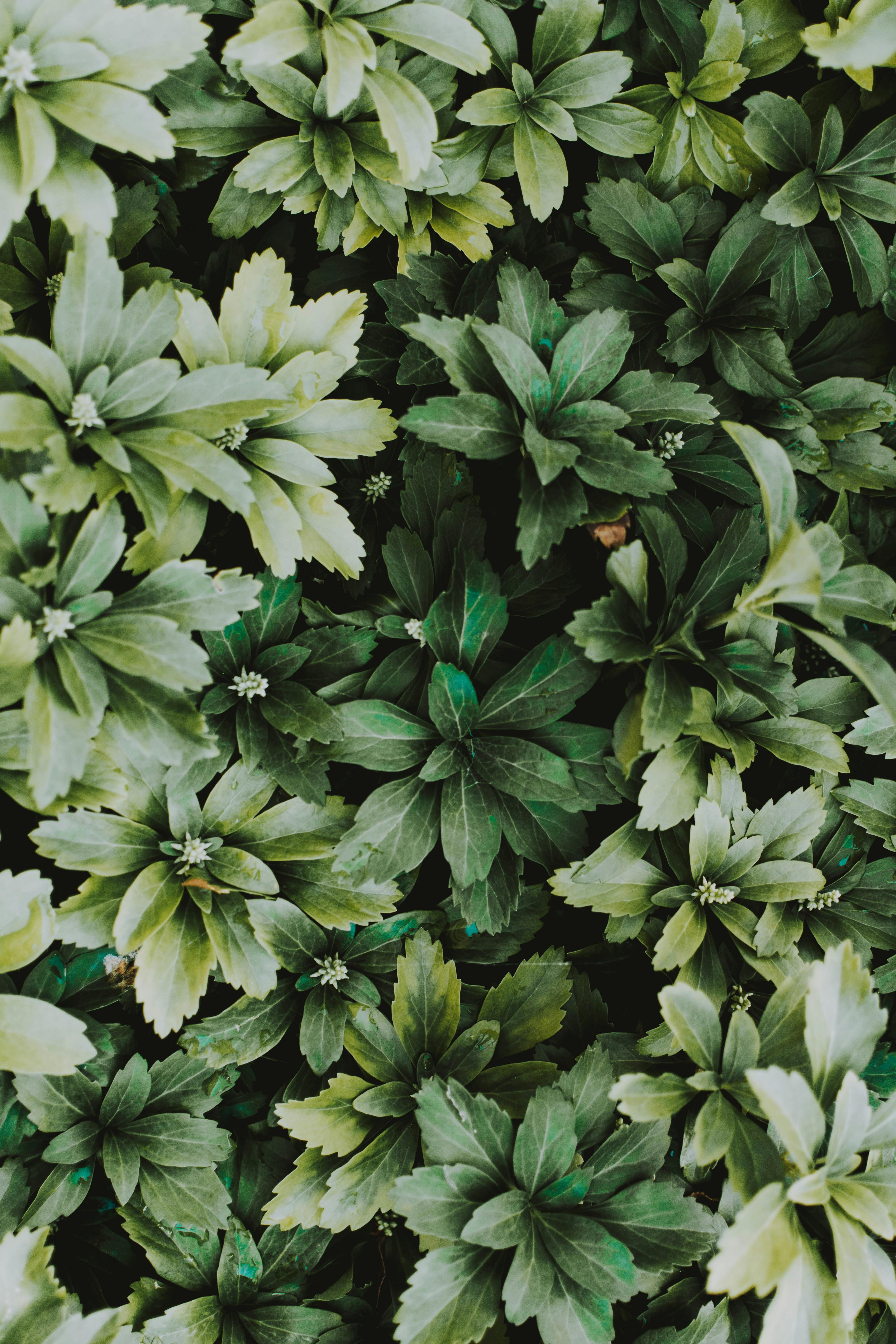 Plant with Green Leaves · Free Stock Photo