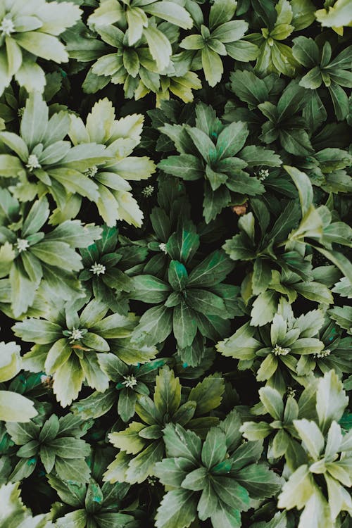 Kostenloses Stock Foto zu aufsicht, botanisch, grüne blätter
