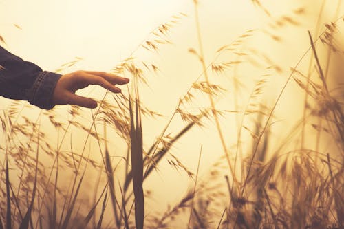 A Person Touching Wheat