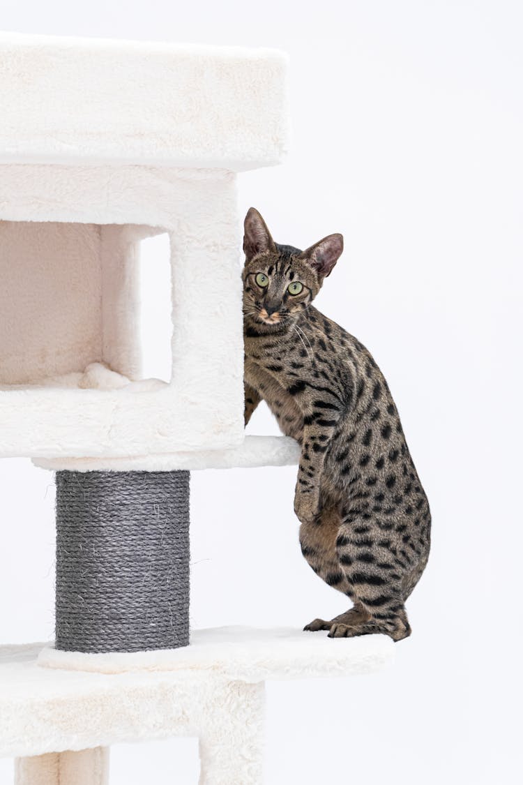 Savannah Cat Climbing A White Cat Tree