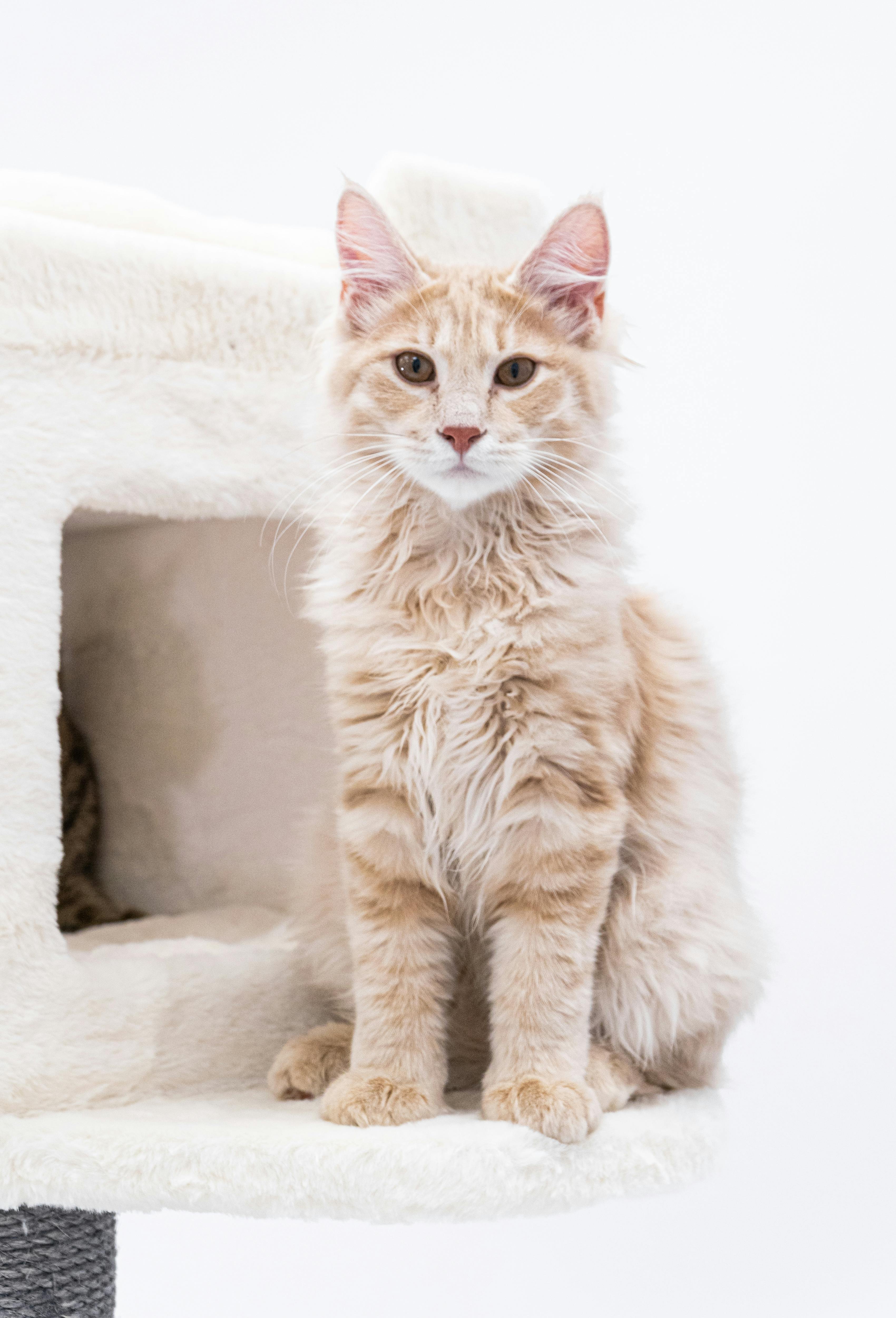 Download Stunning American Bobtail cat relaxing on a ledge Wallpaper |  Wallpapers.com