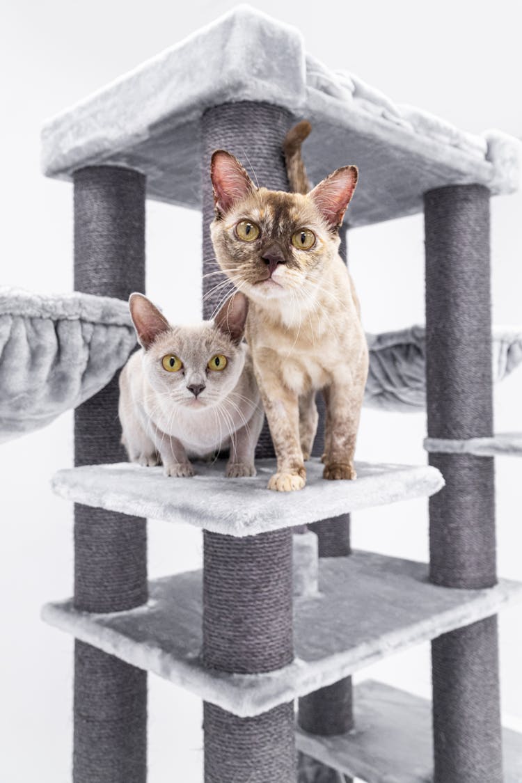 Two Birmese Cats Lookig At The Camera Portrait