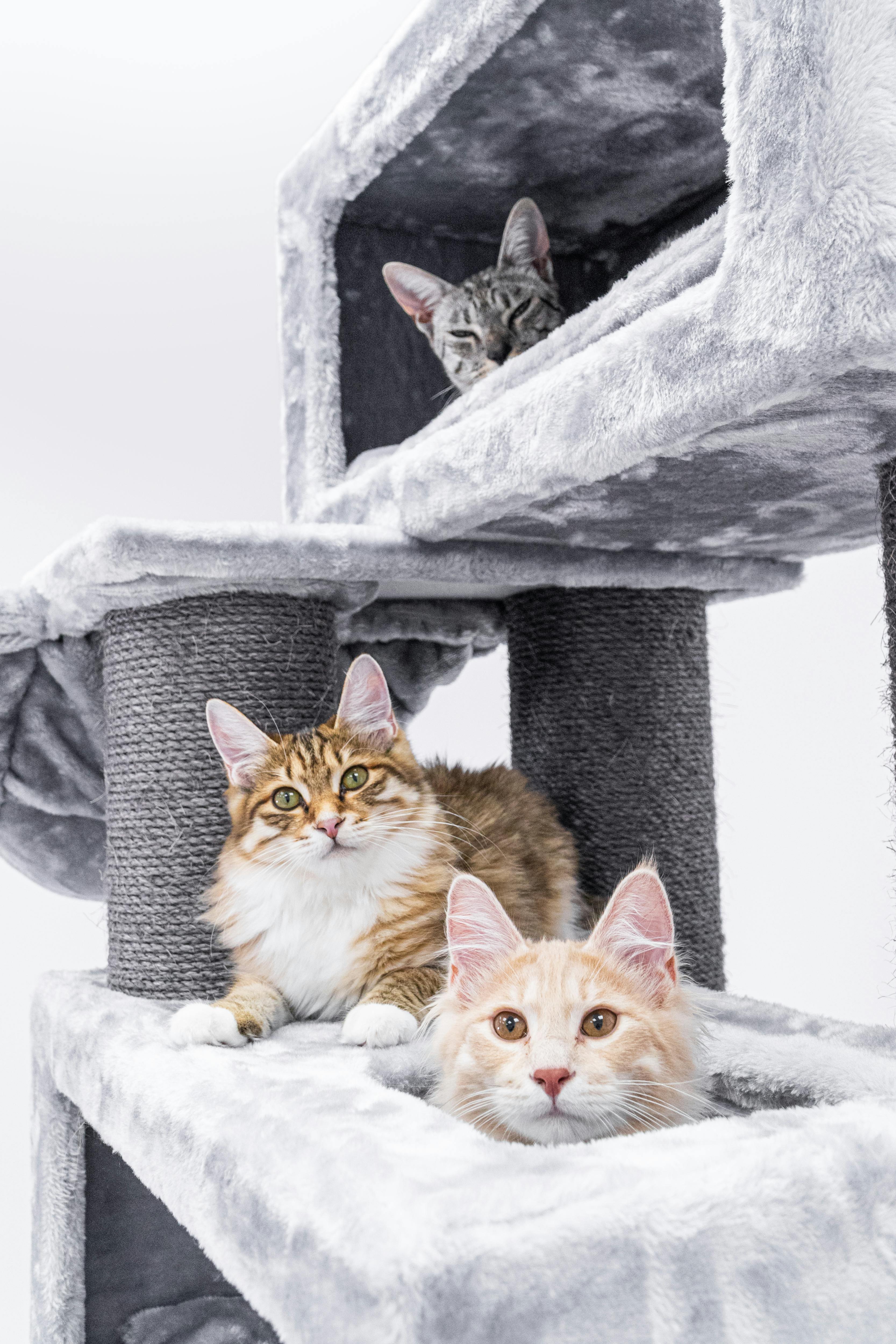 Cats on a Cat Tree · Free Stock Photo