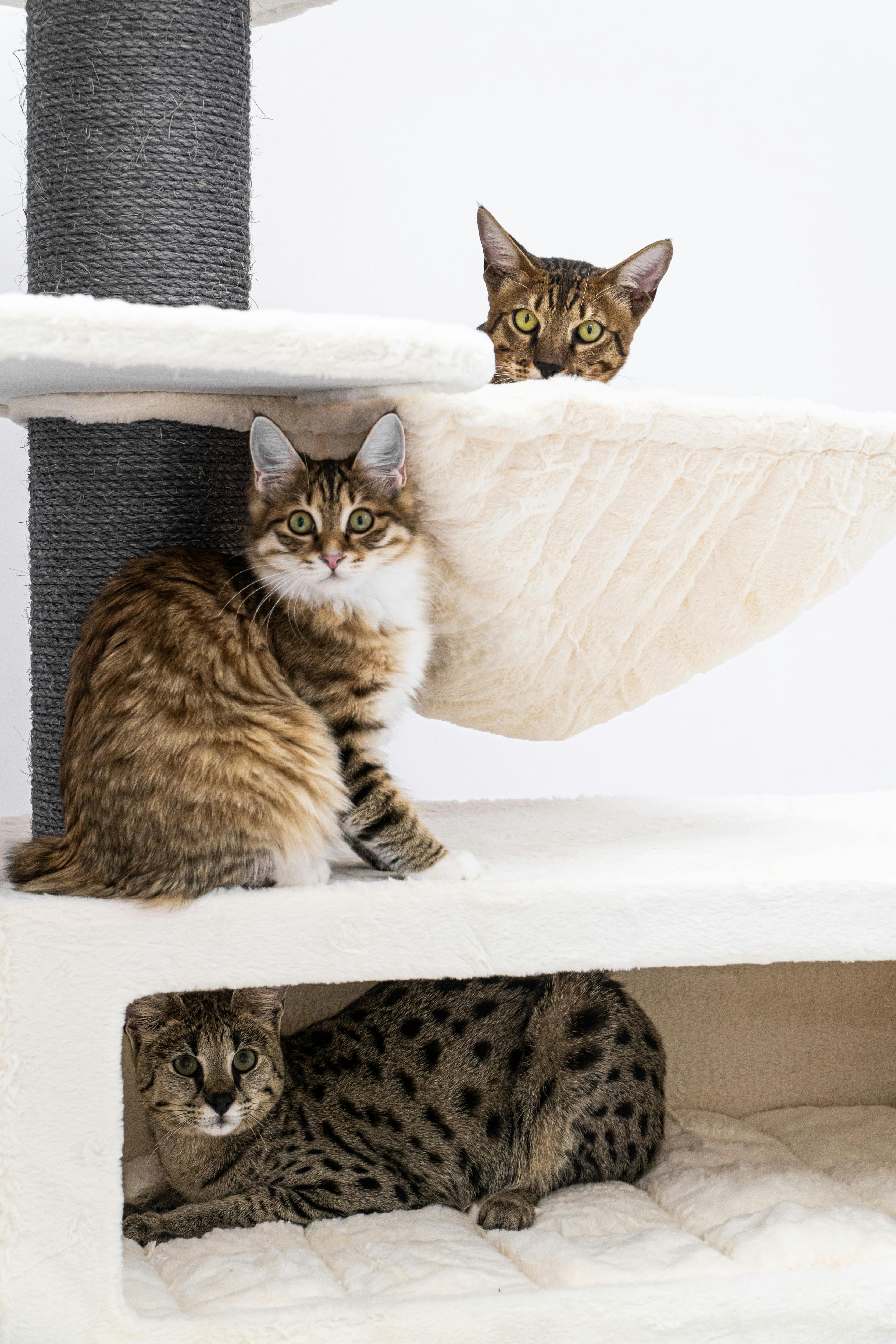 Cats on a Cat Tree · Free Stock Photo