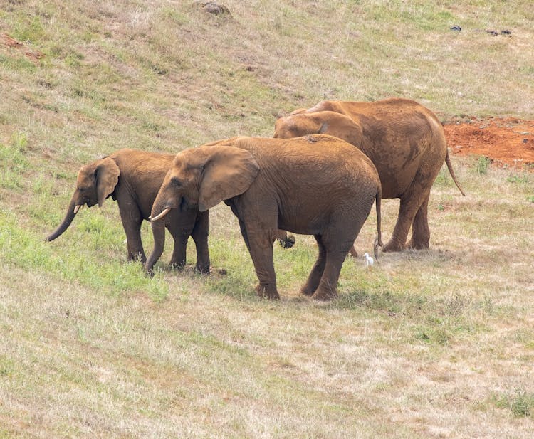 Elephants On A Field