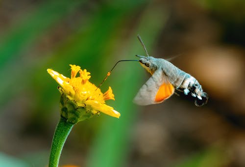 A Close-up Shot of a Moth Sucking Nectar on a Yellow Flower