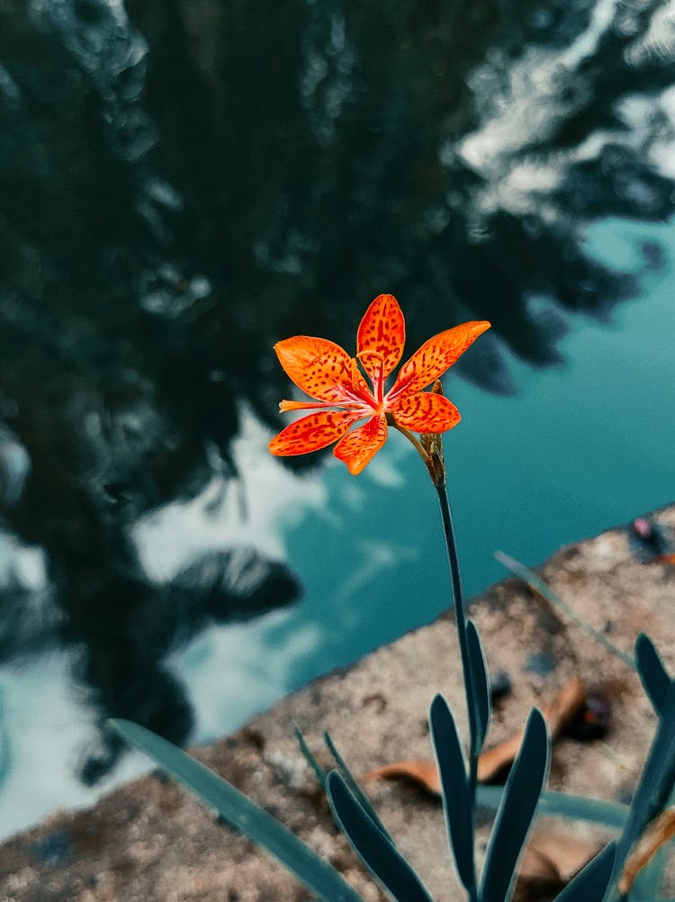 A Blackberry Lily Flower