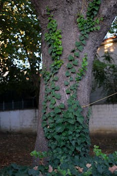 Lush green ivy climbs up a sturdy tree trunk, creating a natural outdoor scene.