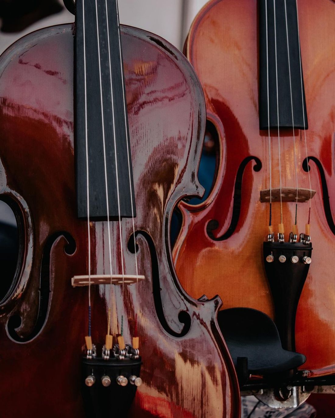 Violines terminados mostrando superficies de madera