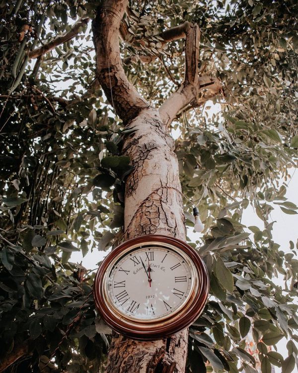 A Clock on the Tree · Free Stock Photo