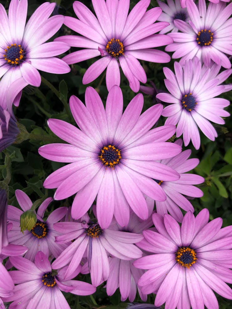 Close-up Of Purple African Daisies 