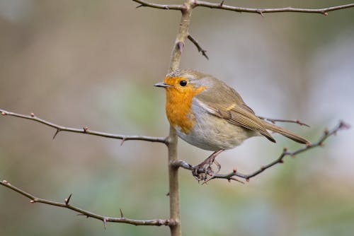 Robin Perched on a Tree Branch
