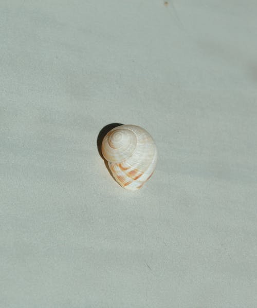 Seashell on White Background