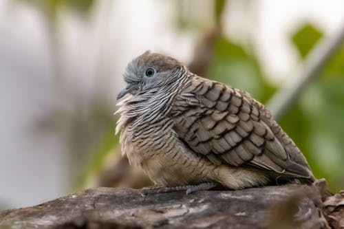 Close-up of a Zebra Dove