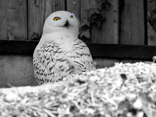 Snow Owl - Schneeeule