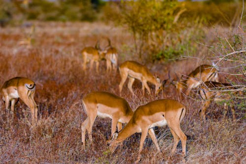 A Herd of Deer Grazing on Brown Grass Field