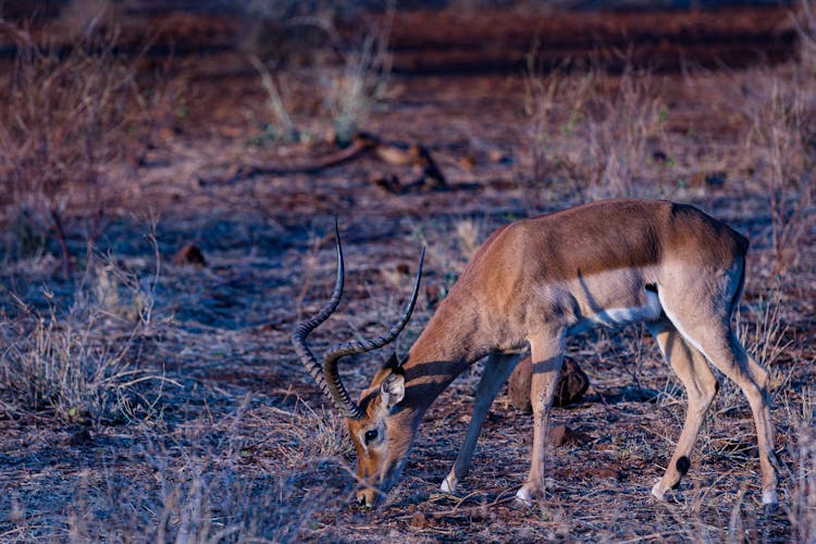 A Grazing Impala