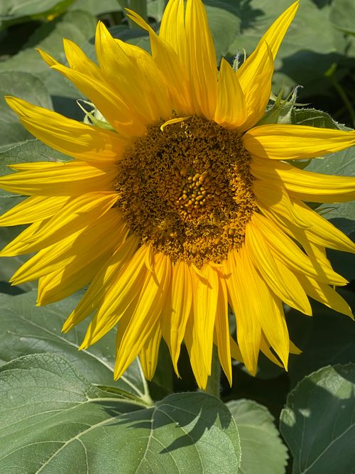 Free Bright sunflower in full bloom captured in the summer sun of Spain, showcasing nature's beauty. Stock Photo