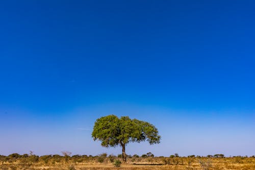 A Tree under a Clear Blue Sky