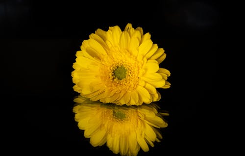 A Yellow Gerbera