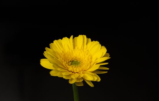 Close-up of a vibrant yellow Gerbera daisy on a black background. Perfect for desktop wallpaper.