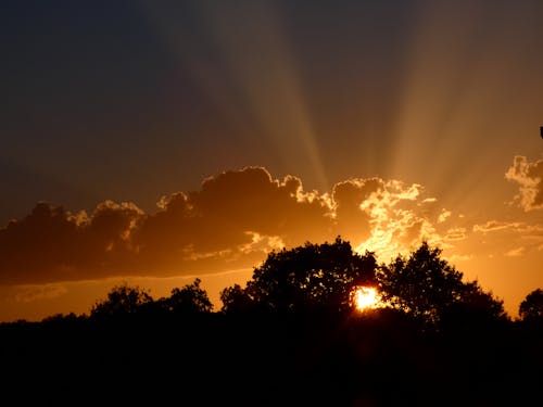 Foto d'estoc gratuïta de arbres, capvespre, llum del sol