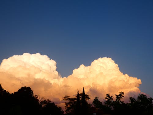 Imagine de stoc gratuită din arbori, cer albastru, contur