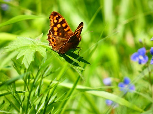 Brown Butterfly on a Green Leaf