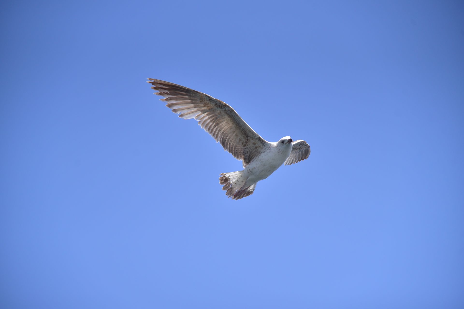 Capture of a European herring gull in flight against a clear sky in Istanbul, Turkey.
